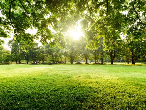 Tree Care in Christiansburg, VA