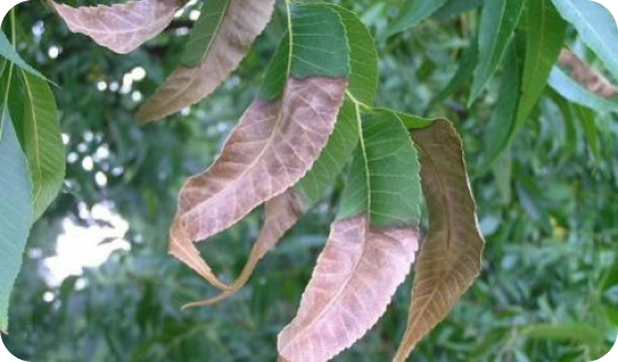 bacterial leaf scorch