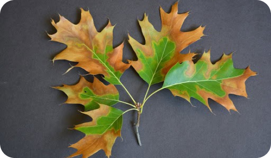 bacterial leaf scorch