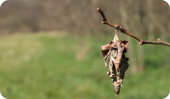 bagworm