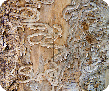 insect & disease management