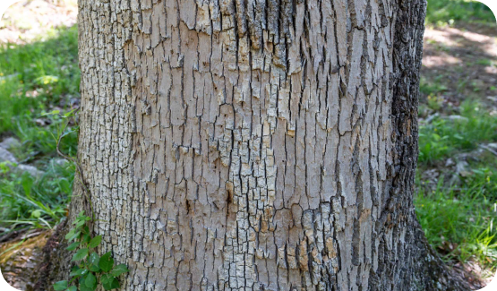 emerald ash borer