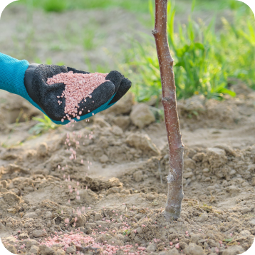 Fertilization and Soil Care in Charlotte, NC