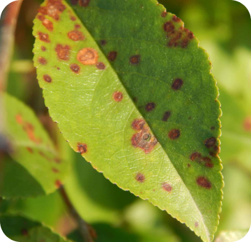 Cherry Leaf Spot
