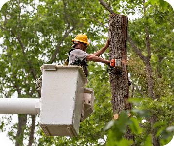 tree removal