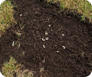 lawn insect & grub control