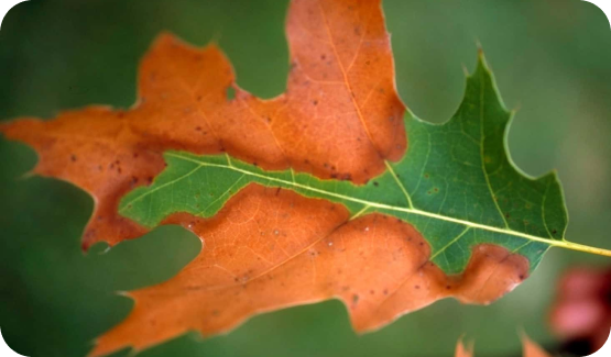 oak wilt
