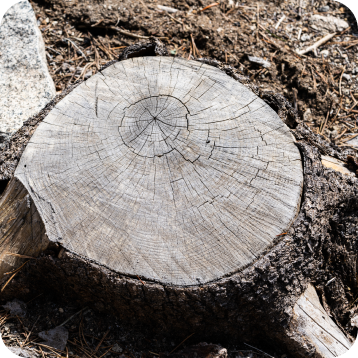 Stump Grinding and Removal in the Christiansburg and Roanoke, VA Areas