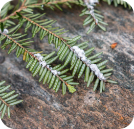 hemlock woolly adelgid
