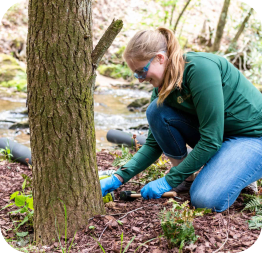 woman treating tree trunk