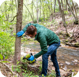 man treating tree trunk