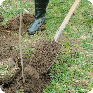 Tree Planting in the Christiansburg and Roanoke, VA Areas