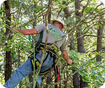 tree pruning