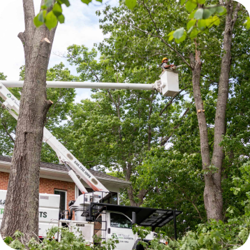 Professional Tree Removal in Davidson, NC