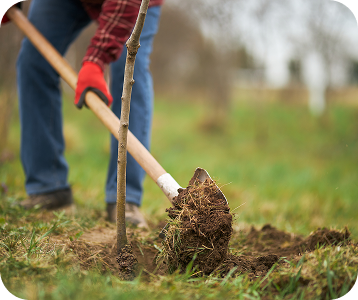 tree planting