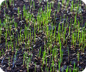 lawn seeding